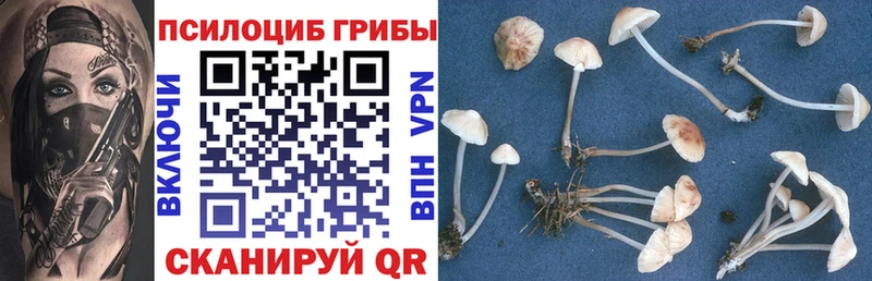 Галлюциногенные грибы Psilocybine cubensis  как найти   Дмитриев 